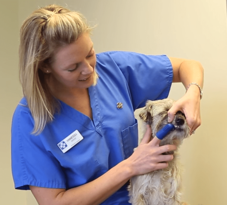 Choosing The Best Dog Toothbrush For Your Dog — Dog Plaque Removal Tips